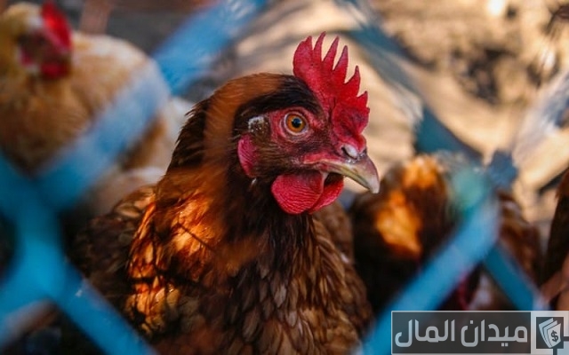 دراسة جدوى مشروع تربية الدجاج اللاحم وأرباح المشروع
