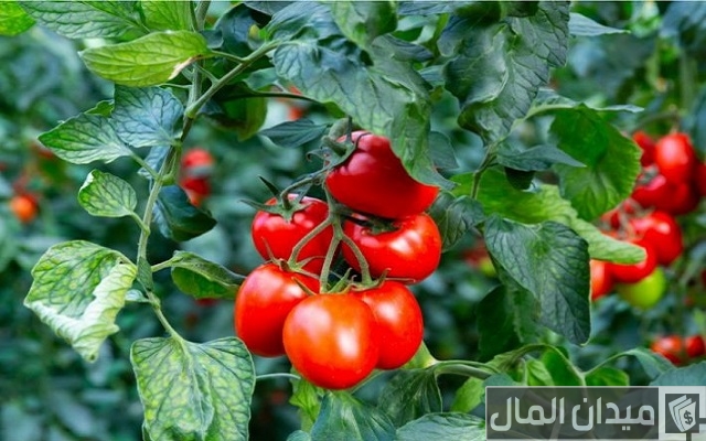 نصائح وخطوات زراعة الطماطم البندورة في البيوت البلاستيكية