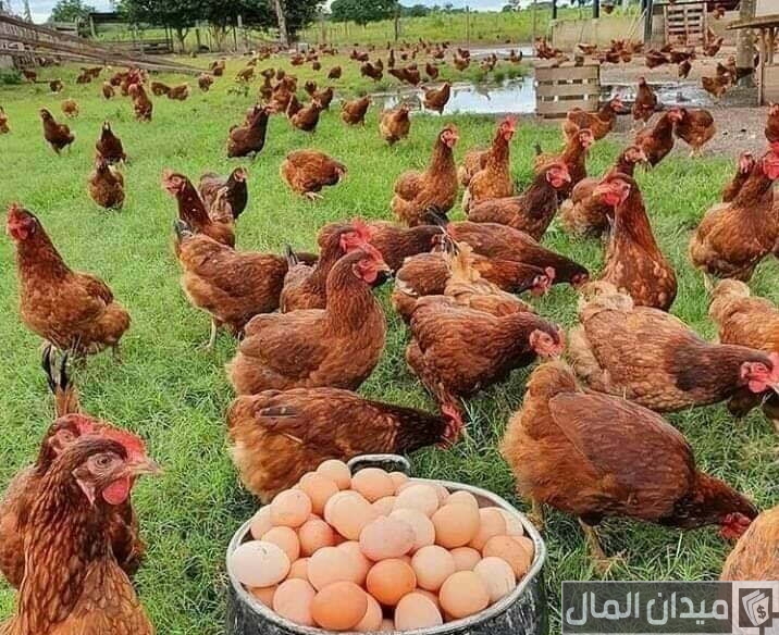 أنواع فيتامين لزيادة البيض عند الدجاج