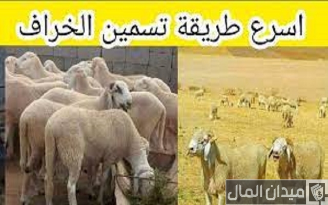 خطوات تسمين الخراف ومدة تسمين الأغنام