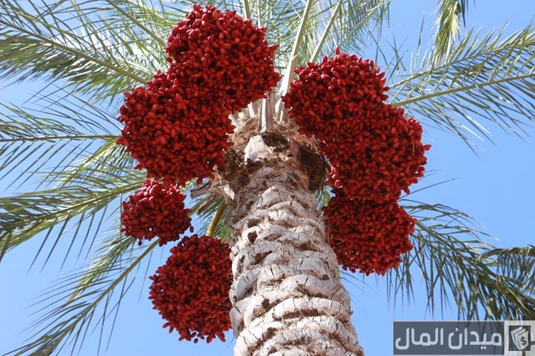 متى وقت زراعة الاشجار المثمرة