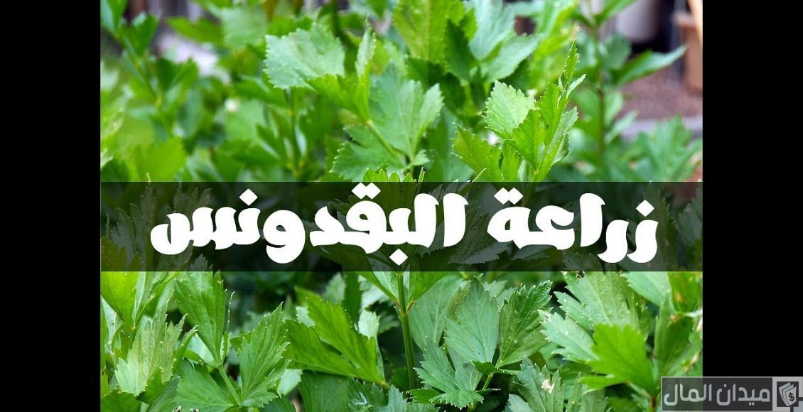زراعة البقدونس في المنزل