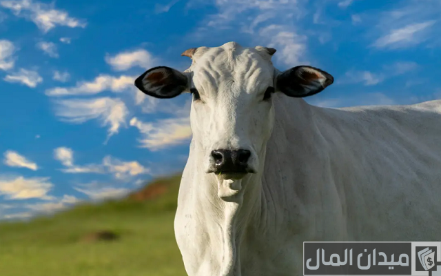 أنواع الأبقار في العراق