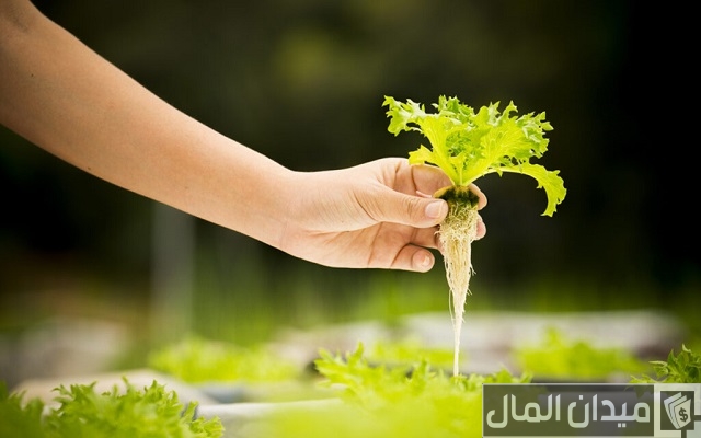 أنواع الزراعة المائية في المنزل