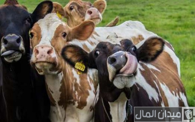 دراسة جدوى مشروع تربية الأبقار الحلوب