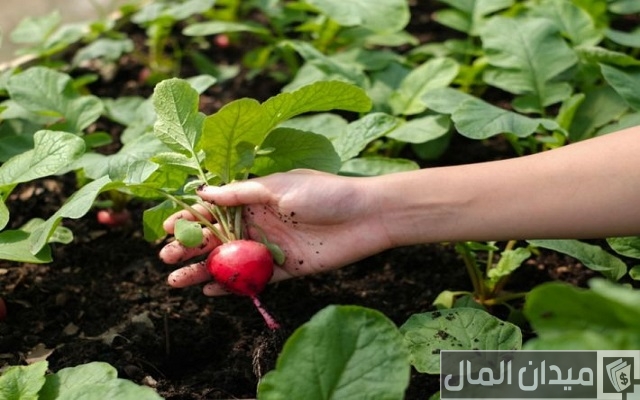زراعة الخضروات الشتوية في حديقة المنزل