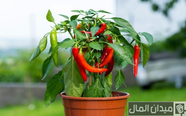 نصائح زراعة الفلفل الرومي في البيوت المحمية