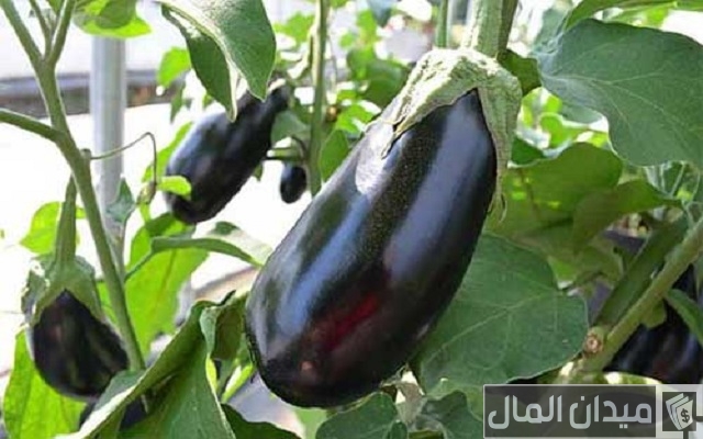 موعد زراعة الباذنجان في مصر ومتى ينتهي موسم الباذنجان