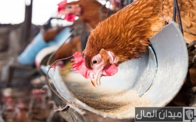 كم بيضة تبيض الدجاجة البلدية في اليوم