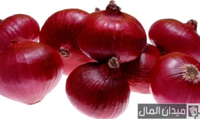 موسم زراعة البصل في الأراضي الصحراوية
