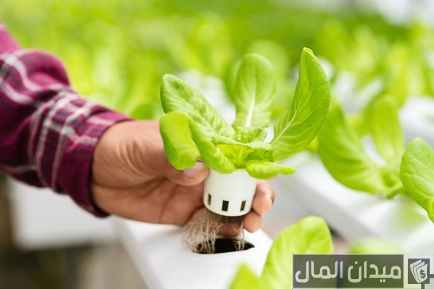بحث كامل عن الزراعة المائية