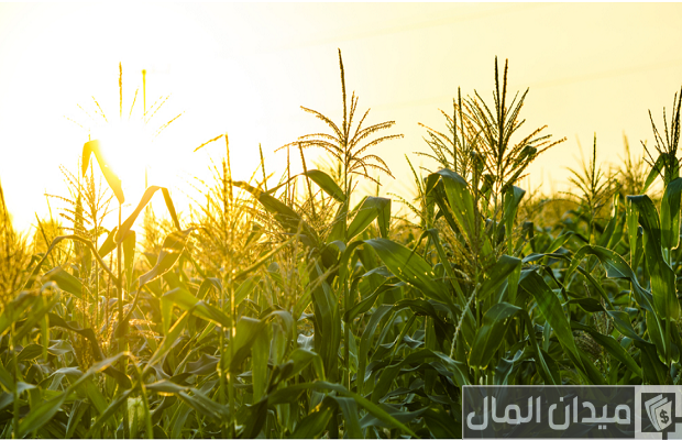 أهم المحاصيل الزراعية الصيفية والشتوية فى مصر