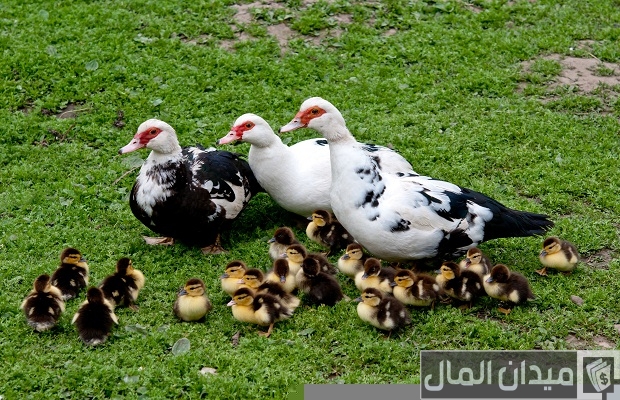 تربية البط المسكوفى عمر يوم