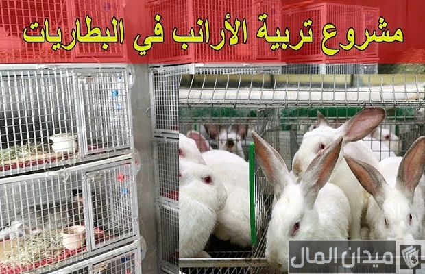 دراسة مشروع تربية الأرانب في البطاريات وأرباح المشروع