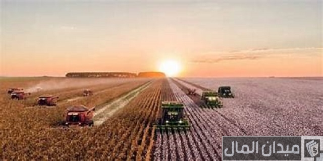 دراسة جدوي زراعة البطاطس في الأراضي الصحراوية وأرباح الفدان
