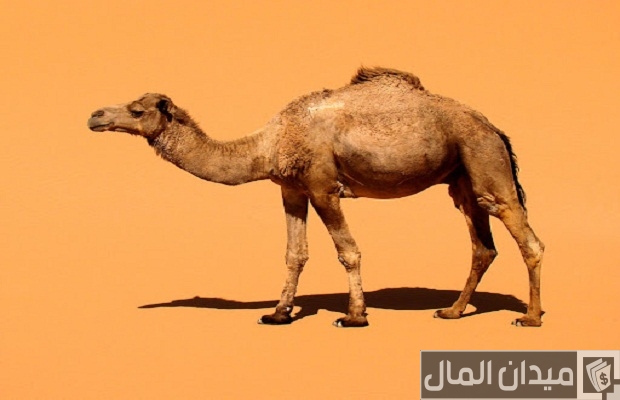 جميع أمراض الإبل بالصور