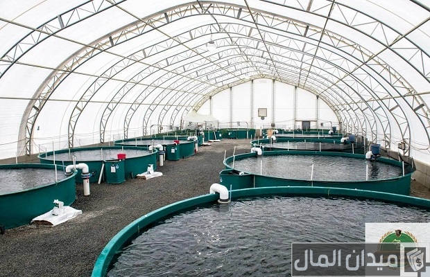 دراسة جدوى مشروع تربية السمك على أسطح المنازل وأرباح المشروع