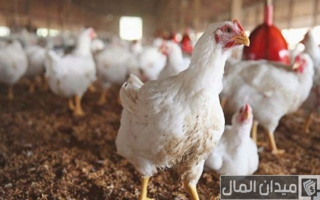 أشهر أمراض دواجن التسمين وعلاجها