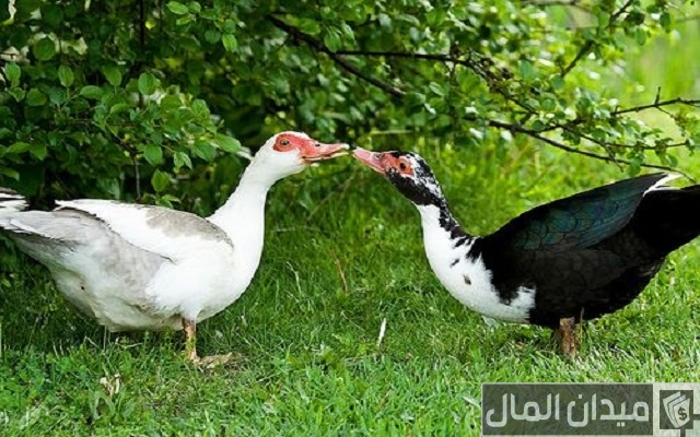 ما الفرق بين البط المولار والمسكوفي
