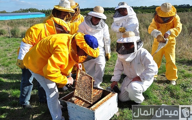 شروط وخطوات استخراج رخصة نحال عبر منصة زراعي
