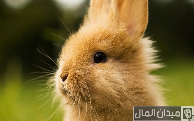 مشروع عمل مزرعة أرانب صغيرة وأرباح المشروع
