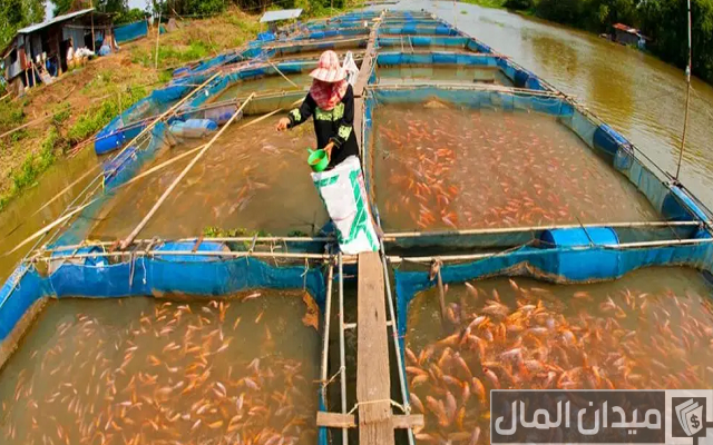 دراسة مشروع تربية الأسماك في المنزل وأرباح المشروع