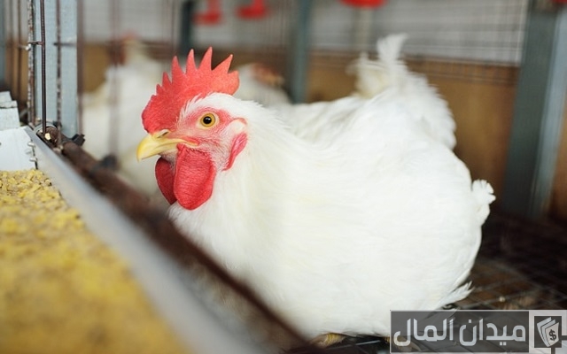 دراسة جدوى مشروع محل بيع دواجن طازج او فراخ