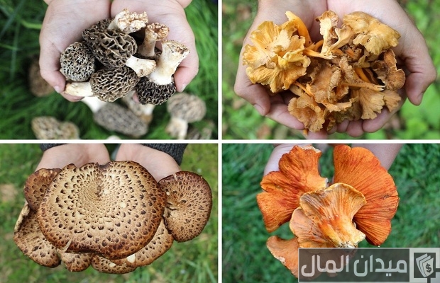 أنواع الفطر بالصور