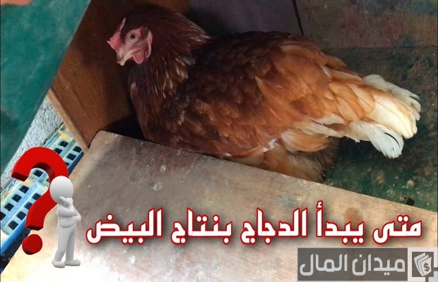 متى يبيض الدجاج البلدي وكم عمرها لكي تبيض