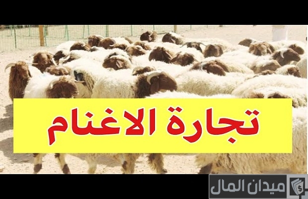 هل تنصحوني في تجارة الاغنام وأرباح المشروع