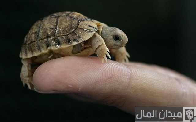ما هي الأخطاء في تربية السلاحف