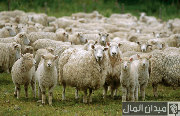 علاج المخاط عند الأغنام وأسباب المرض والوقاية منه