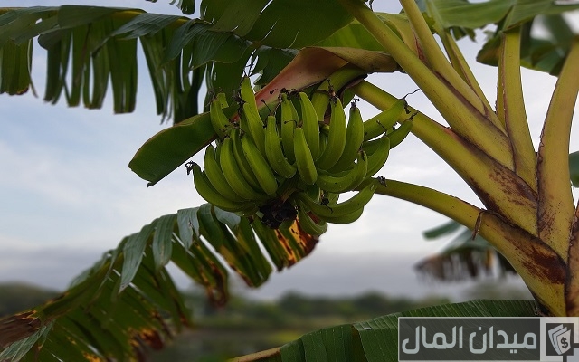 نصائح زراعة الموز في الأراضي الصحراوية