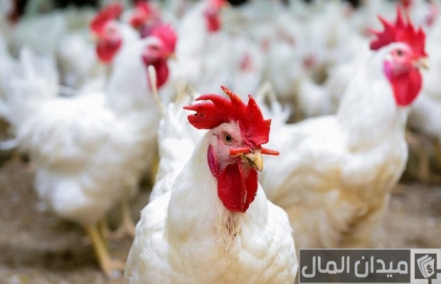 مشاكل تربية الفراخ البيضاء