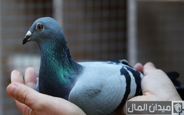 نصائح تربية الحمام في المنزل