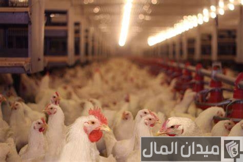 دراسة جدوى مشروع مزرعة تربية دواجن وأرباح المشروع المتوقعة