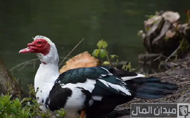 أنواع البط بالصور