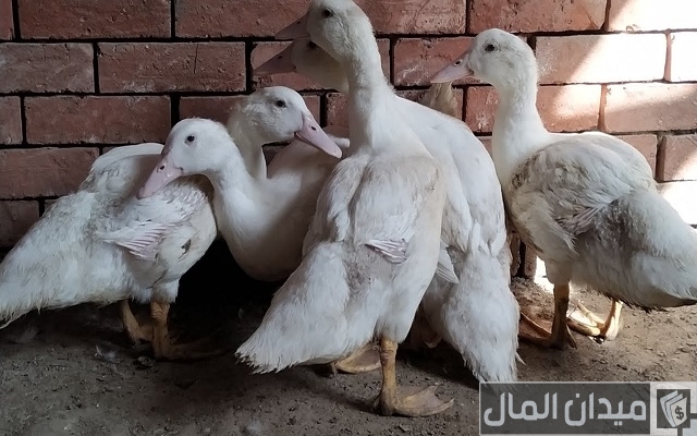 دراسة جدوى مشروع تربية البط المولار وأرباح المشروع