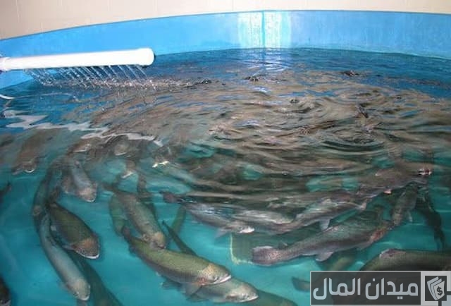 مزرعة سمكية صغيرة