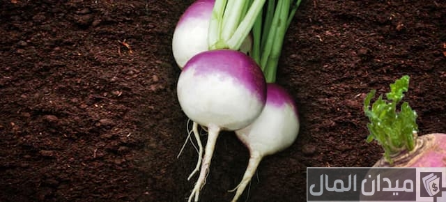 زراعة اللفت الياباني في مصر