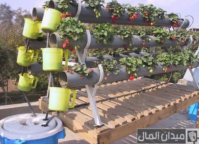 مشروع زراعة أسطح المنازل