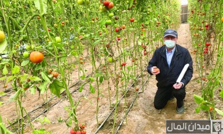“الاتحاد الكويتي للمزارعين” يوضح مواعيد زراعة الخضروات في الكويت