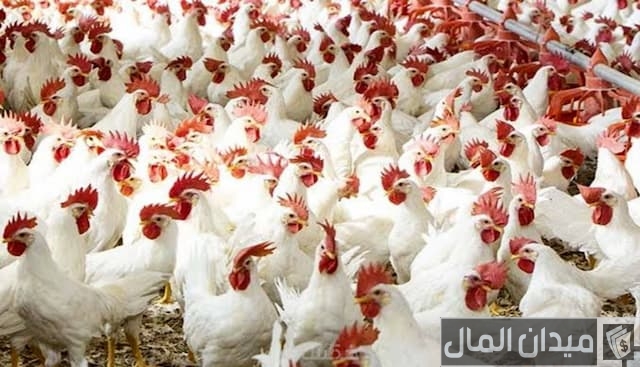 مشروع دواجن بياض مشروع دواجن بياض