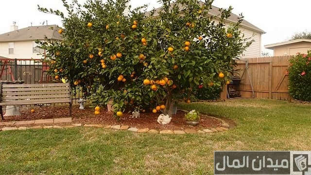 زراعة الأشجار المثمرة في المنزل