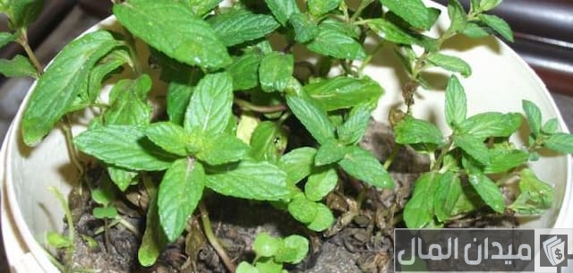 زراعة النعناع زراعة النعناع