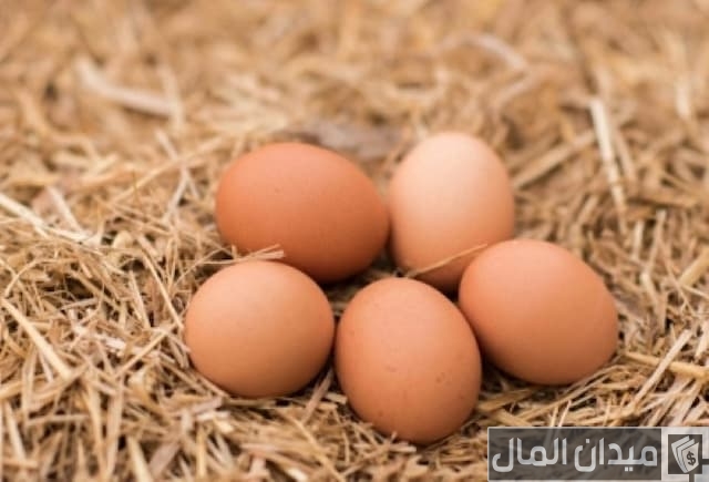 كم بيضة تبيض الدجاجة في اليوم كم بيضة تبيض الدجاجة في اليوم