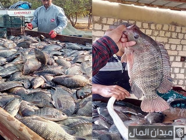  تربية أسماك البلطي