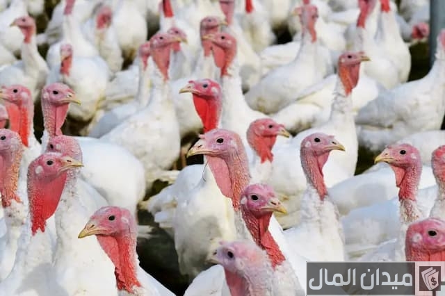 تربية الرومى الابيض