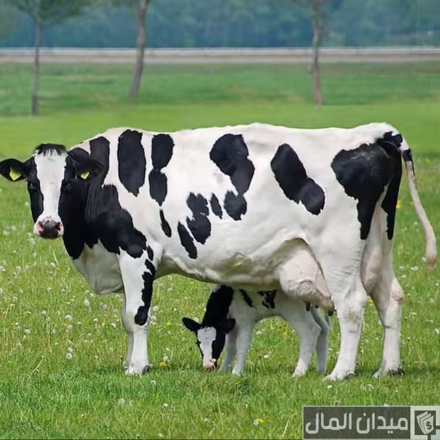 أبقار الهولشتاين