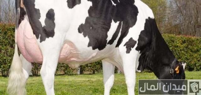 تربية الابقار الحلوب